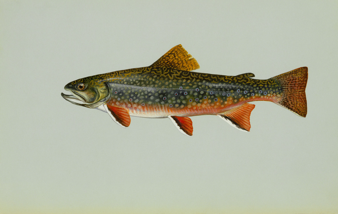 Brook Trout