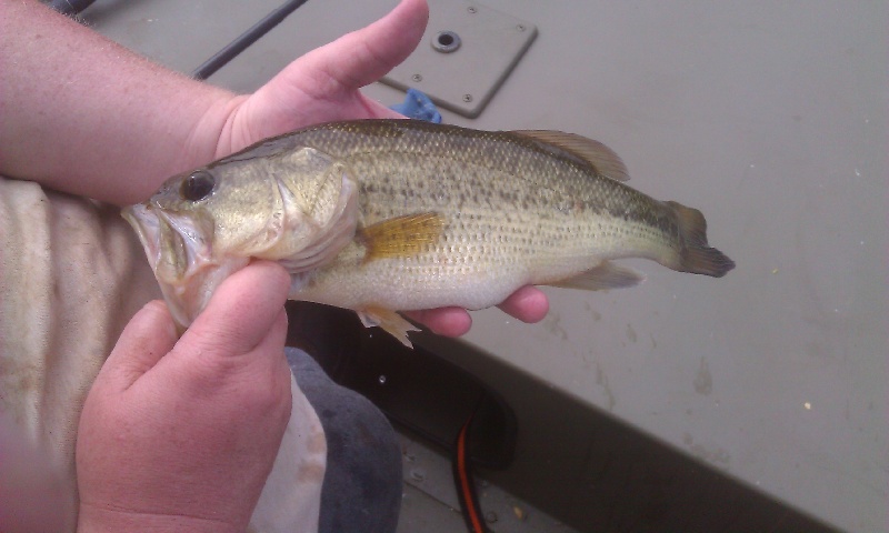 3.5 lb Bass 20130901