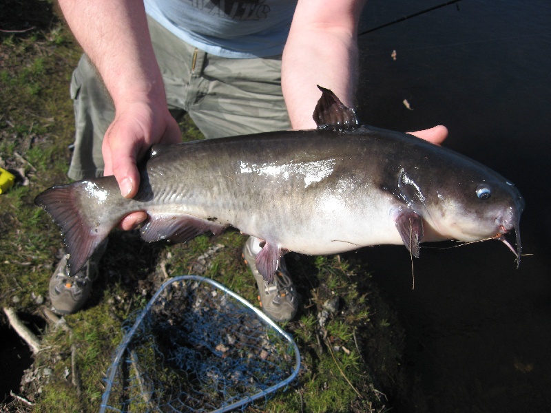 nice white cat 19"