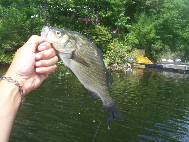 What is this fish?