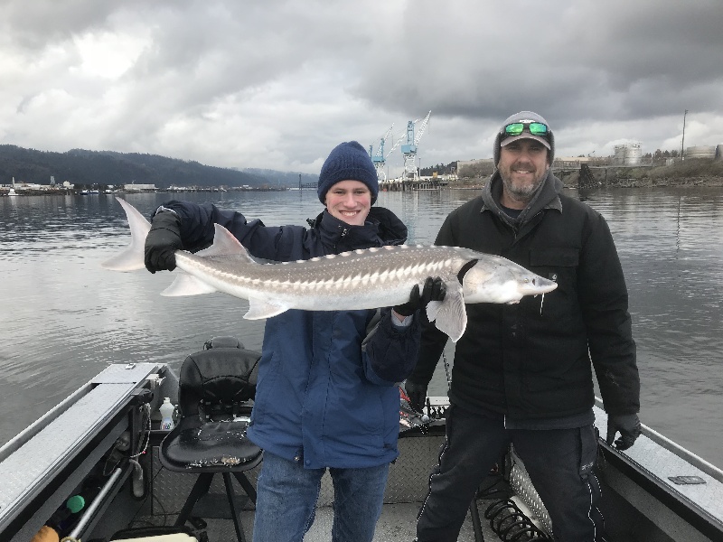 4 ft White Sturgeon near Oregon City